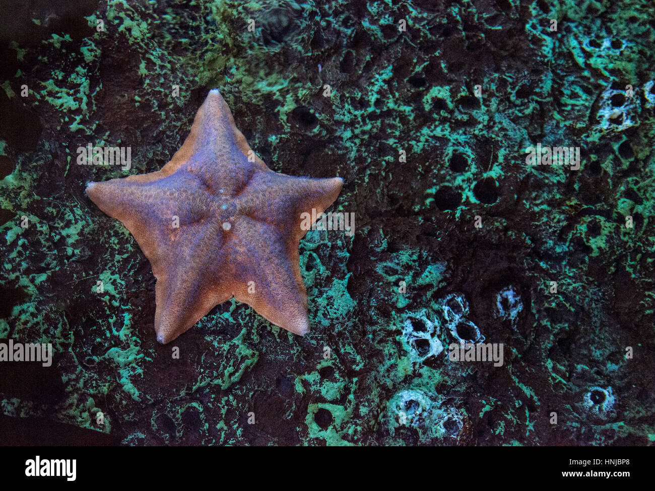 Patiria miniata appelée étoile de chauve-souris s'accroche aux rochers dans l'océan Pacifique au large de la côte de Californie Banque D'Images