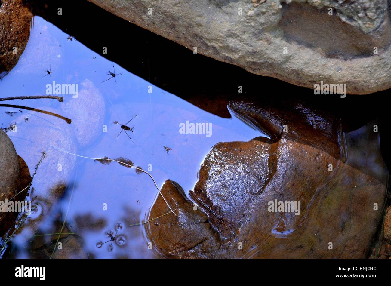 Les insectes de l'eau sur la rivière avec la réflexion du ciel en arrière-plan Banque D'Images