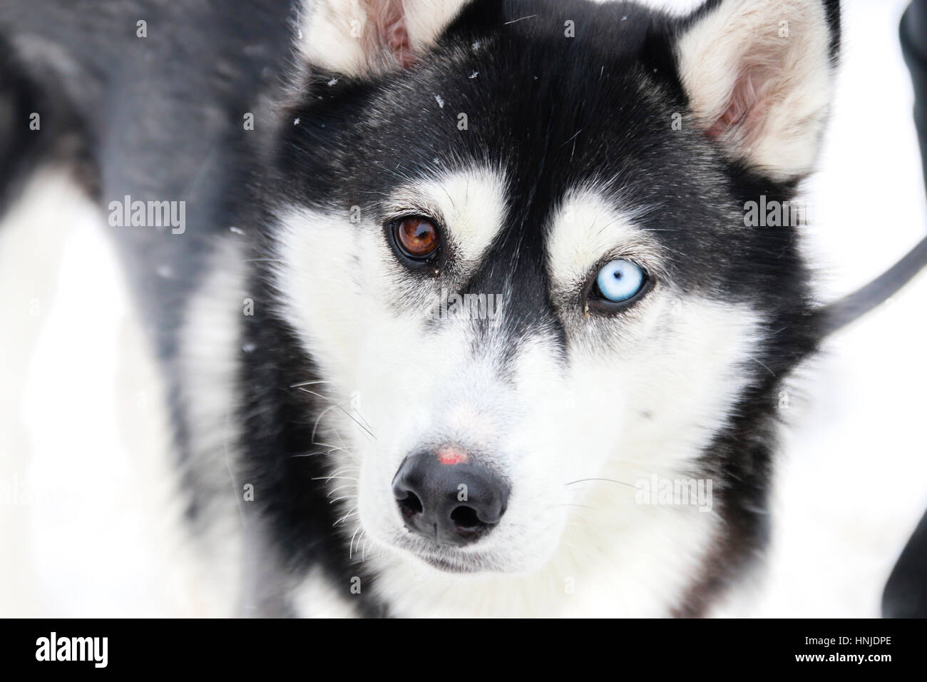 La diversité, l'idée de différence, de chien avec différentes couleurs de l'œil, l'arrière-plan flou pour photo Banque D'Images