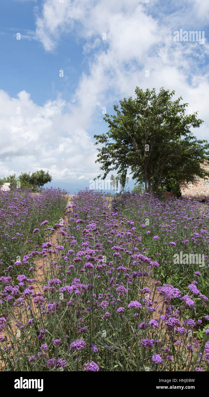 Champ de fleurs de verveine en fleurs dans jardin avec ciel bleu Banque D'Images