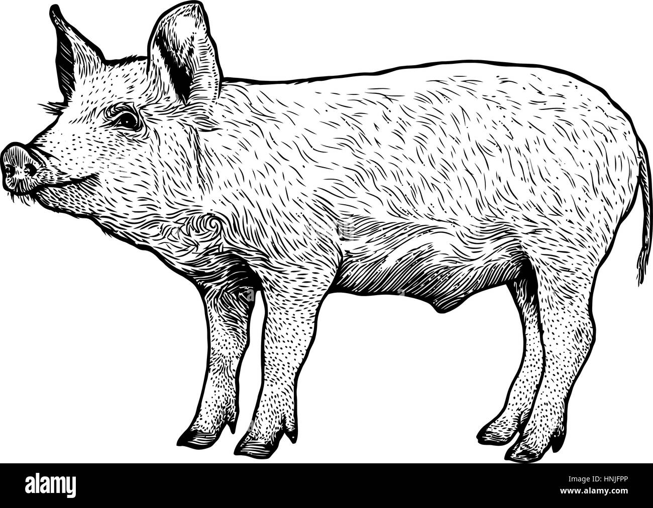 Illustration de porc, dessin, gravure, dessin au trait, réaliste Illustration de Vecteur Illustration de porc, dessin, gravure, dessin au trait, réaliste Illustration de Vecteur