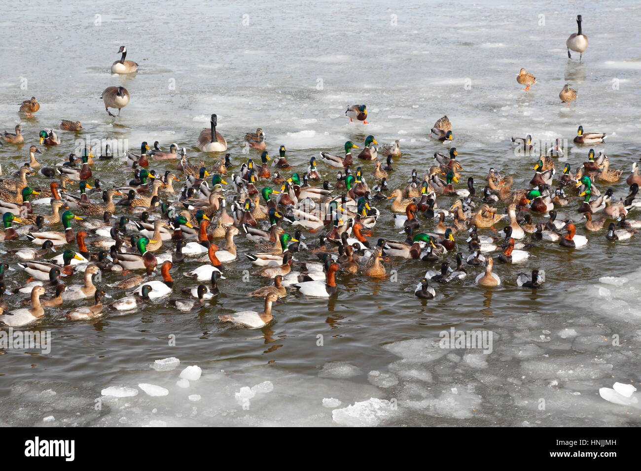 La diversité de la sauvagine : les canards colverts, les canards d'Amérique, des Fuligules morillons, canards et bernaches du Canada. Banque D'Images