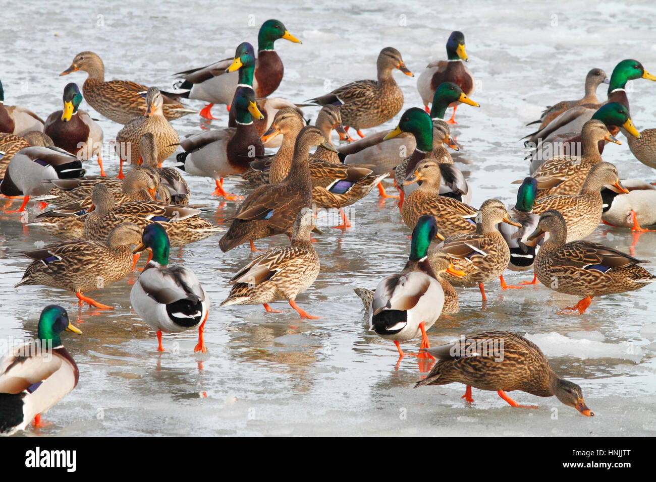 La diversité : canard colvert, Anas platyrhynchos, et le canard d'Amérique, Anas americana, sur la glace de rivière. Banque D'Images