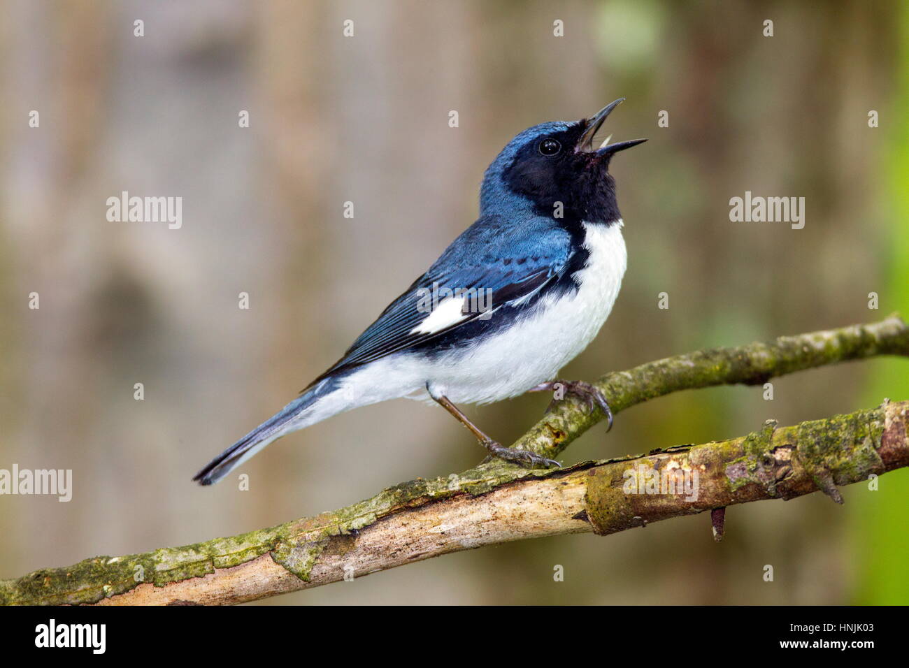 Un mâle Paruline bleue, Setophaga caerulescens, chanter un chant territorial. Banque D'Images