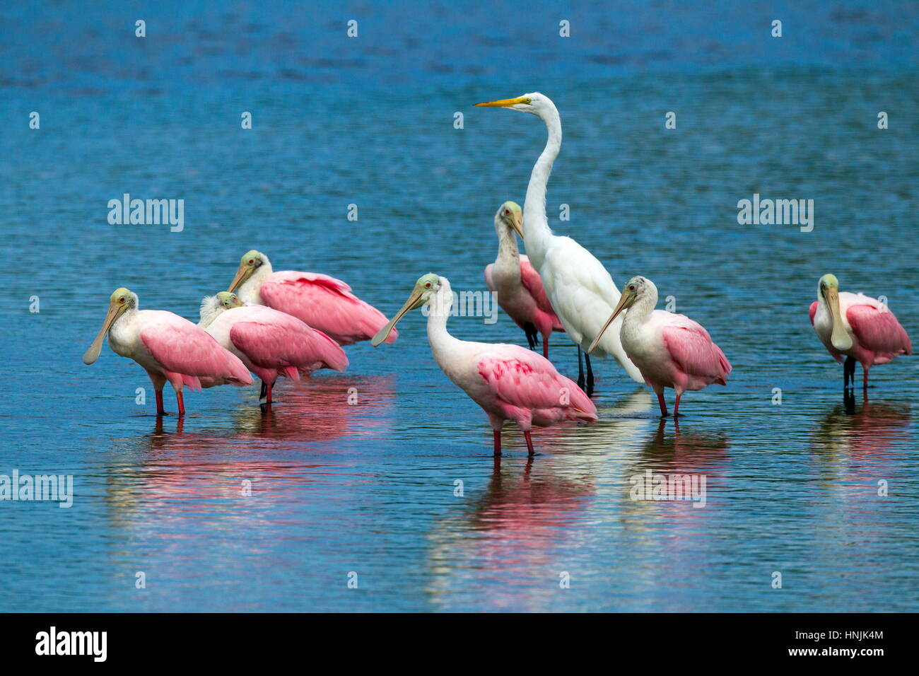 Platalea ajaja Dougall spatules, et une grande aigrette Ardea alba, se reposant dans l'eau. Banque D'Images
