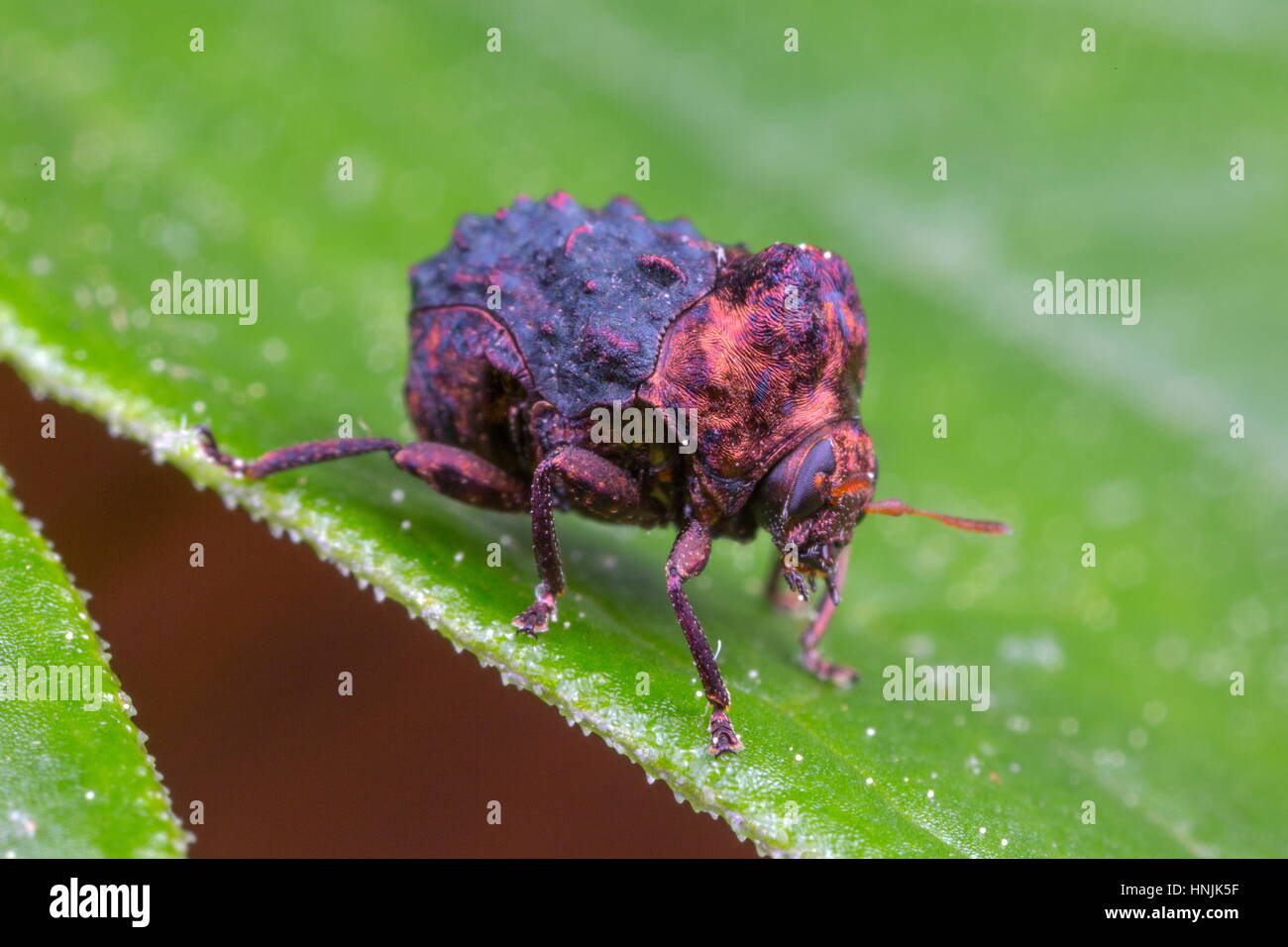 Une toute petite, trois millimètres de long beetle de espèces non identifiées. Banque D'Images