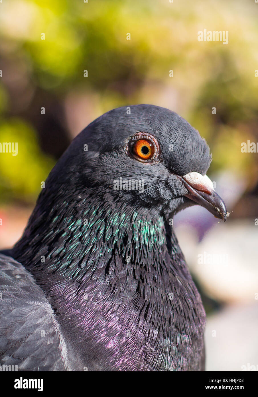 Funny San diego sea port village des oiseaux portrait pidgeon Banque D'Images