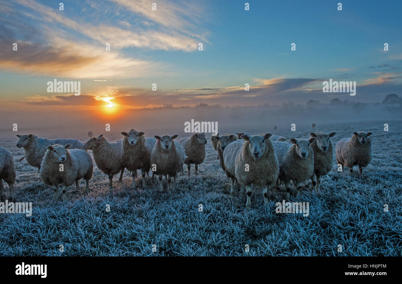 Cerf élaphe Banque D'Images