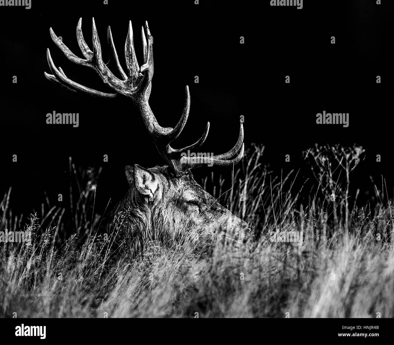 Cerf élaphe Banque D'Images