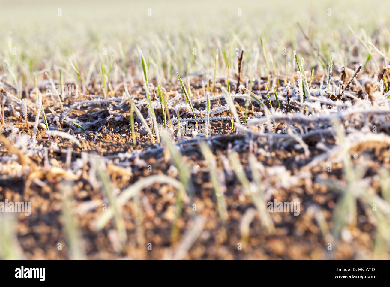 Domaine agricole sur lesquelles poussent les pousses vertes de seigle Couvert de matin givre. Saison d'automne, les céréales d'hiver par temps ensoleillé. Petite profondeur Banque D'Images