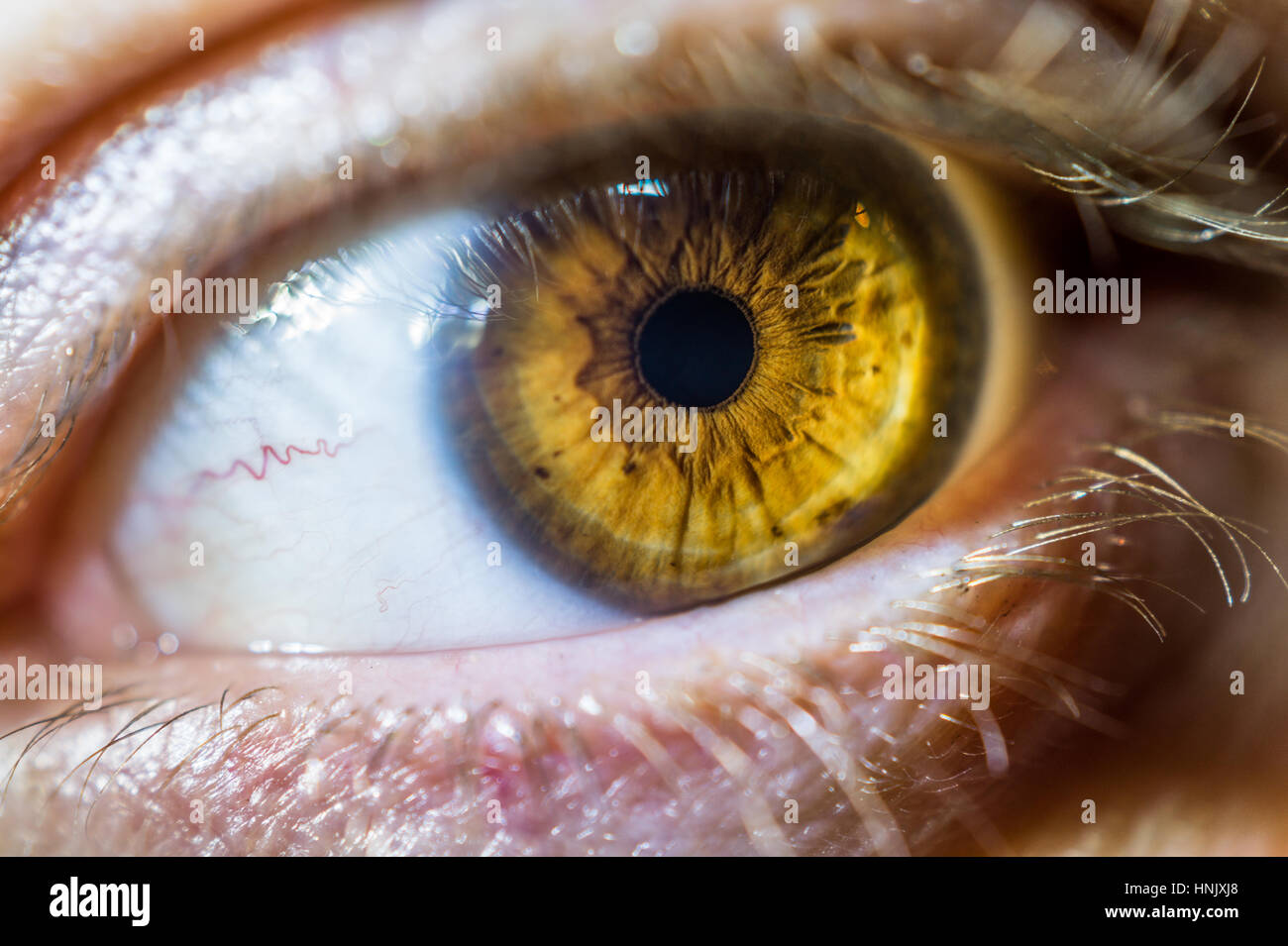 Brown eye close up Banque D'Images