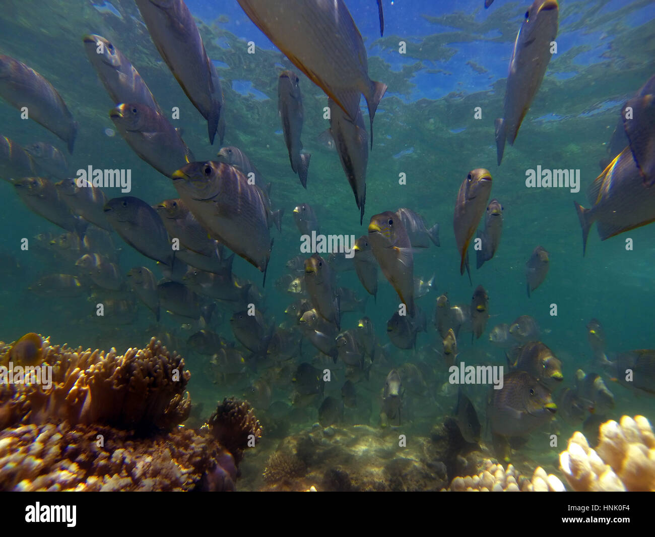 De l'école, frais généraux de poisson lapin Green Island, Great Barrier Reef Marine Park, près de Cairns, Queensland, Australie Banque D'Images
