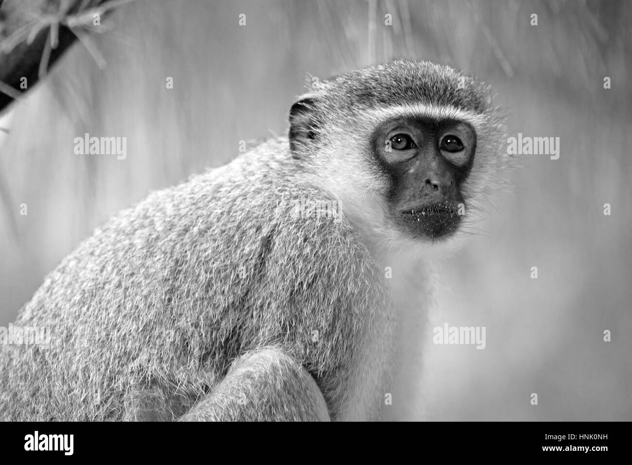 Blur en Afrique du Sud et la réserve naturelle de la faune kruger wild monkey Banque D'Images