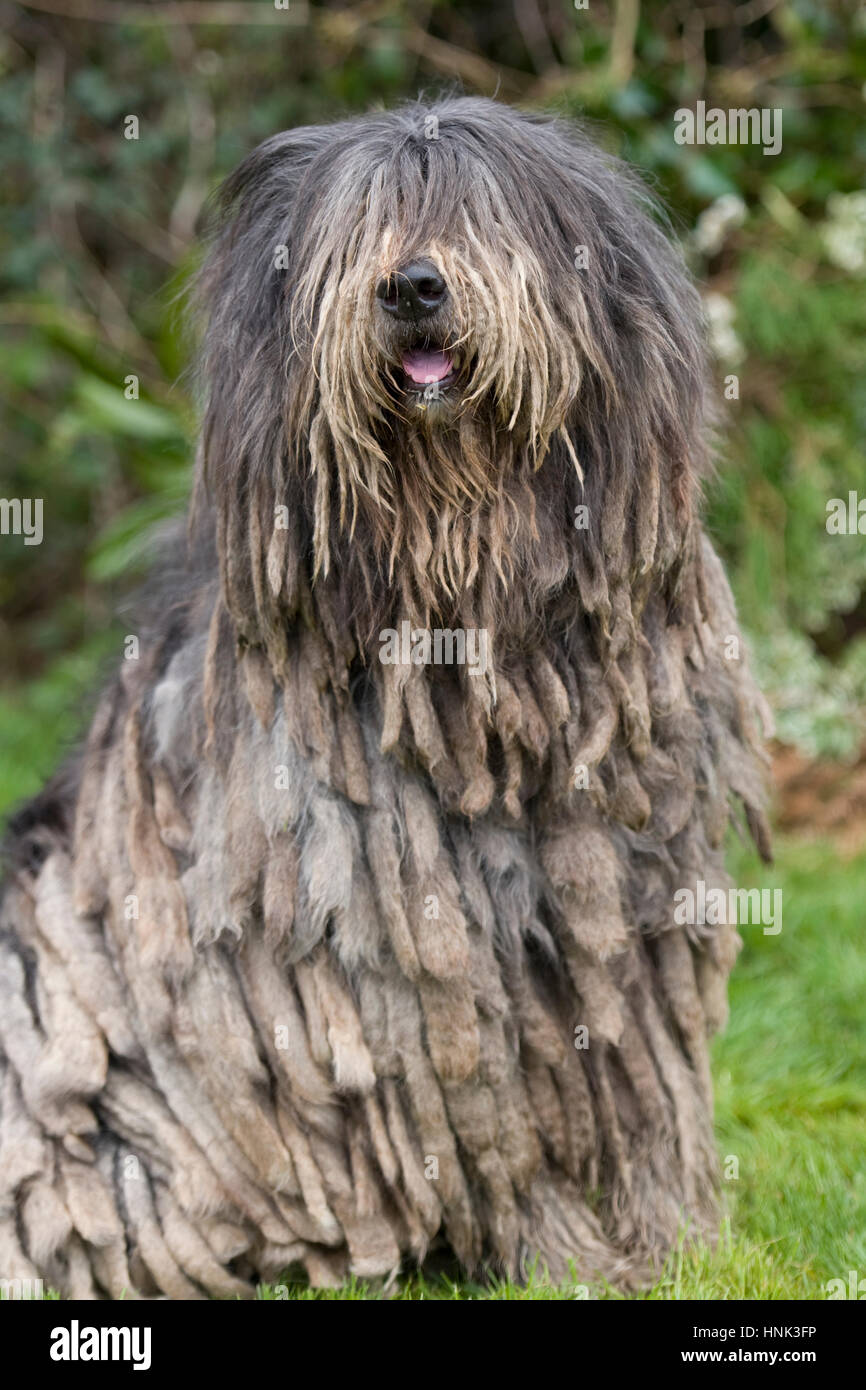 Bergamasco chien Banque D'Images