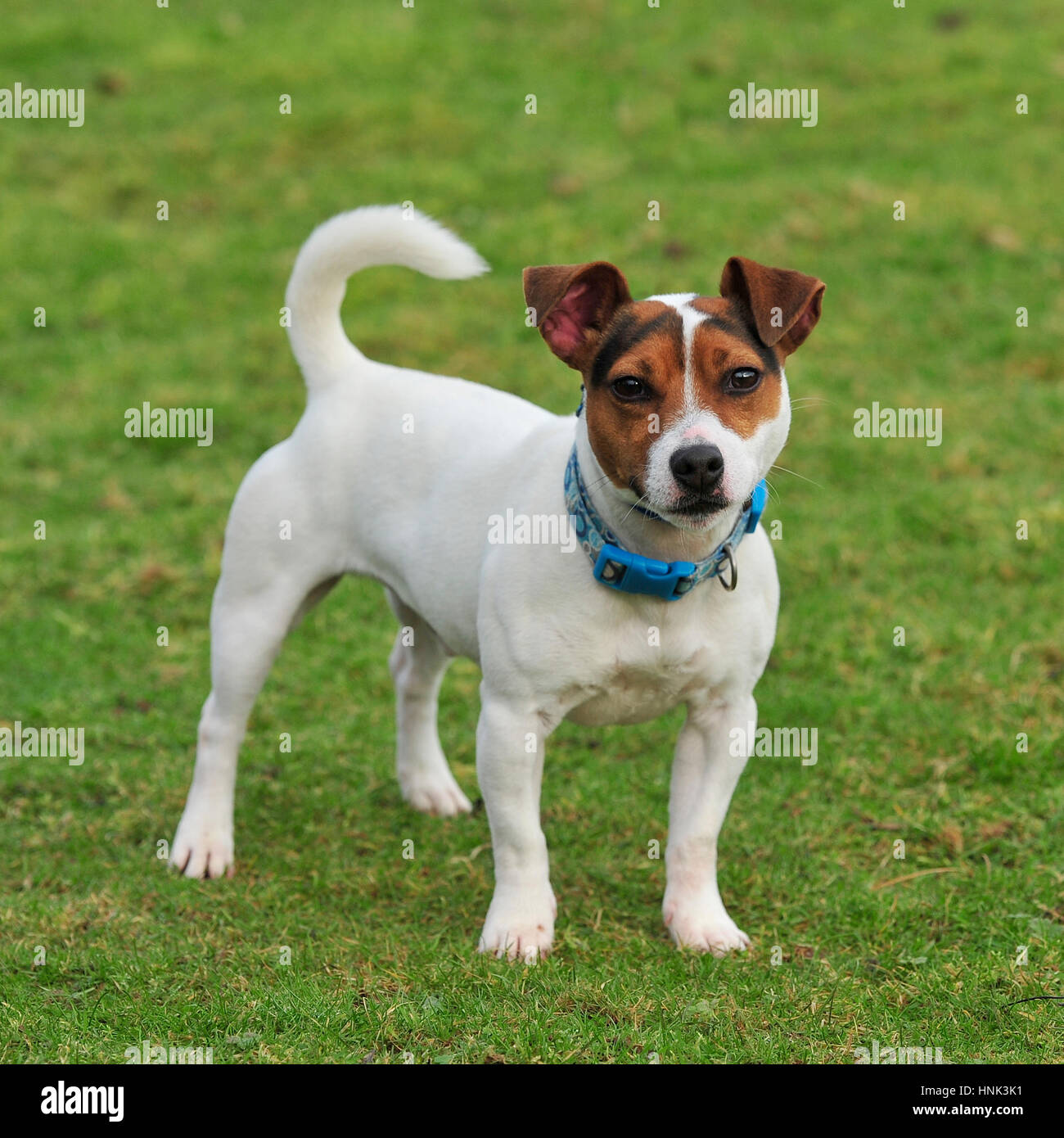 Jack Russell Terrier, un collier, une queue complète Photo Stock - Alamy