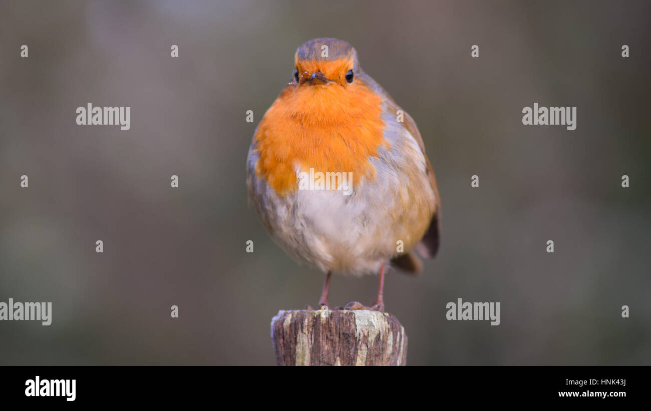 Robin sur l'appareil photo à Banque D'Images