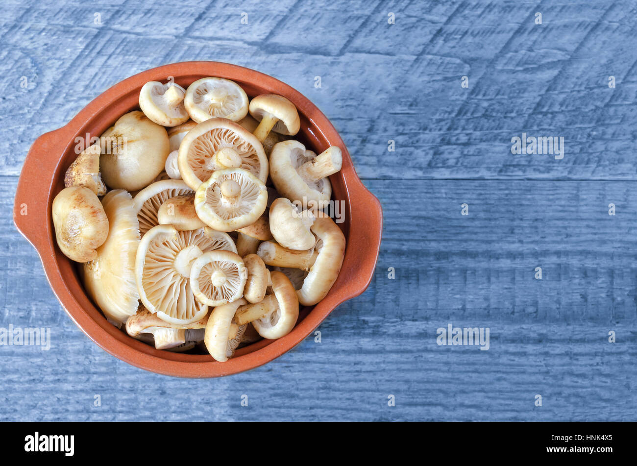 Laver les champignons crus en pot en céramique sur un fond bleu. Banque D'Images