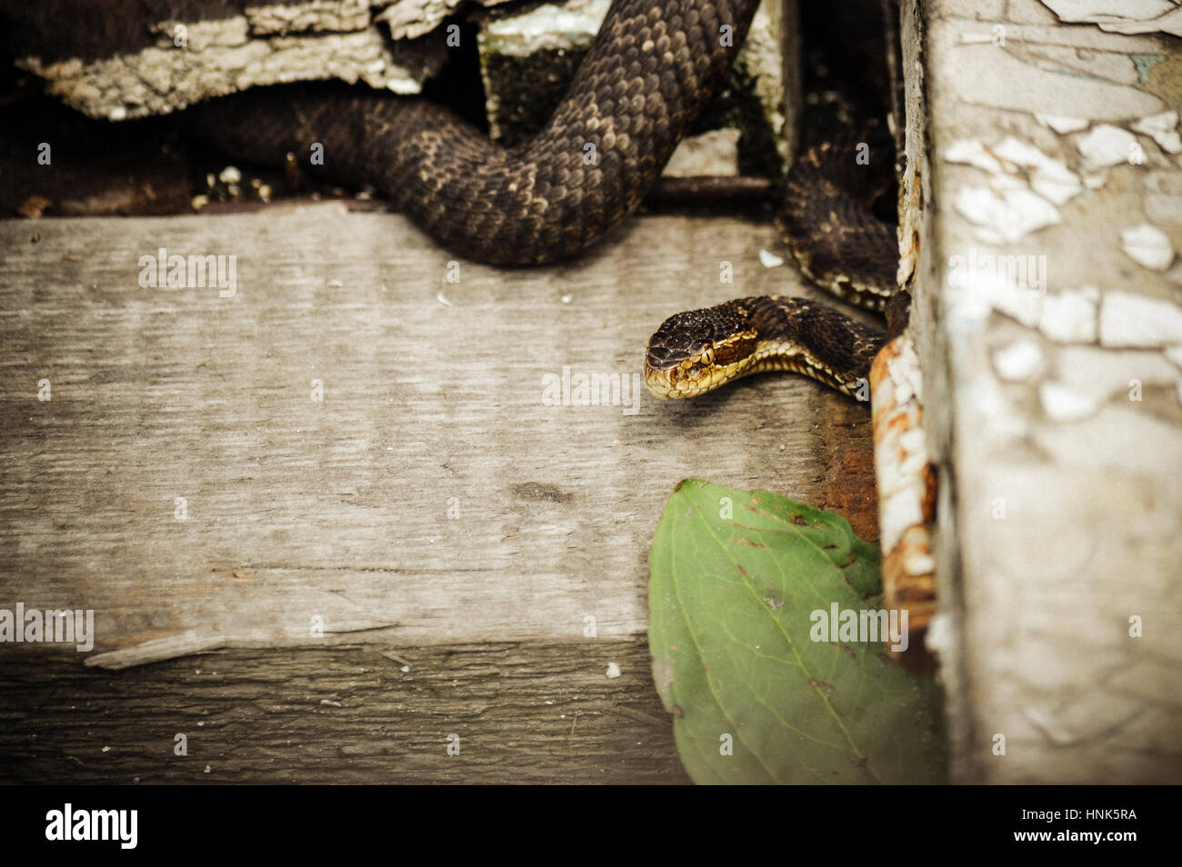 serpent brun Banque D'Images