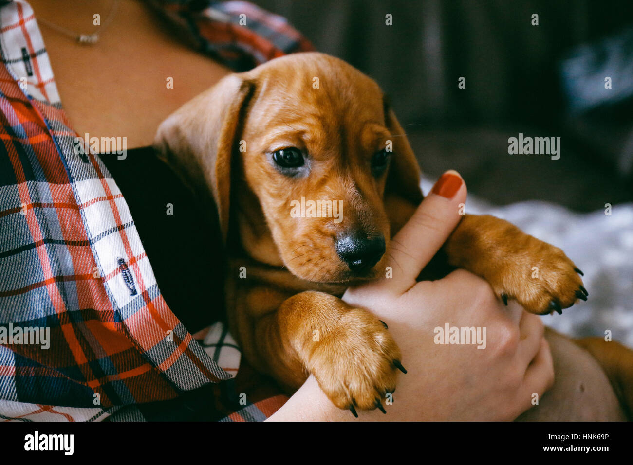 8 semaines des cheveux lisses brown dachshund puppy se reposer en toute sécurité dans les mains de sa femme propriétaire qui porte une chemise à carreaux colorés Banque D'Images