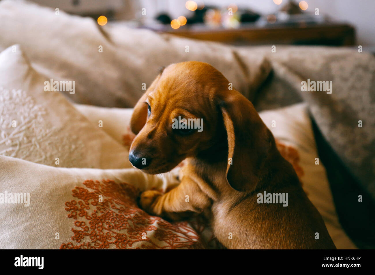 8 semaines bon brown dachshund puppy grimpant sur les coussins et un lancer sur un canapé à l'intérieur de l'appartement. Premier jour dans une nouvelle maison Banque D'Images