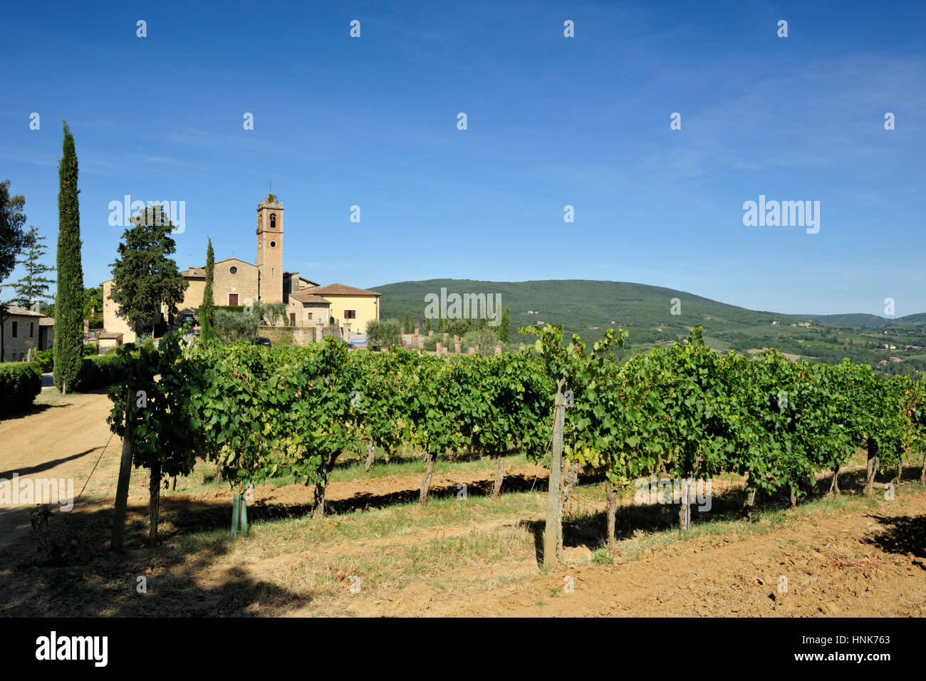 Vignobles, Borgo Montauto, San Gimignano, Toscane, Italie Banque D'Images