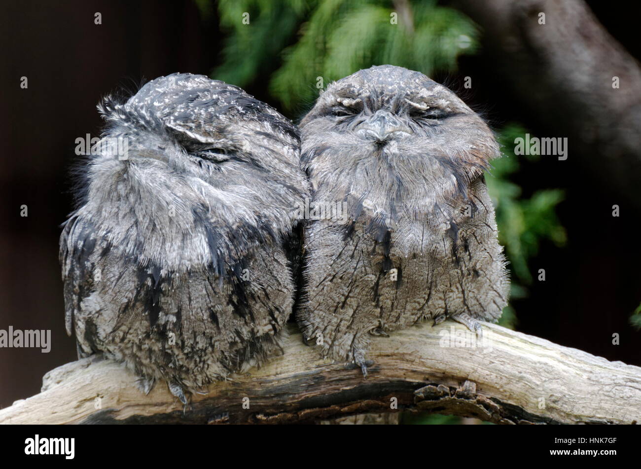 Grogmouth Tawny Owls (Podargus strigoides) en Angleterre Banque D'Images