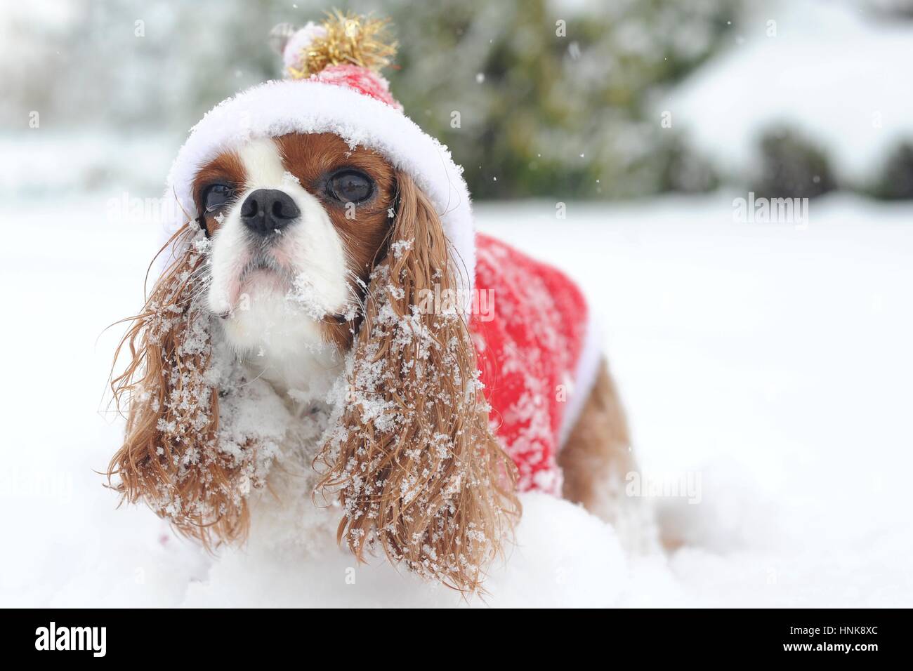 Cavalier King Charles chien dans la neige dans un manteau rouge de Noël. Banque D'Images