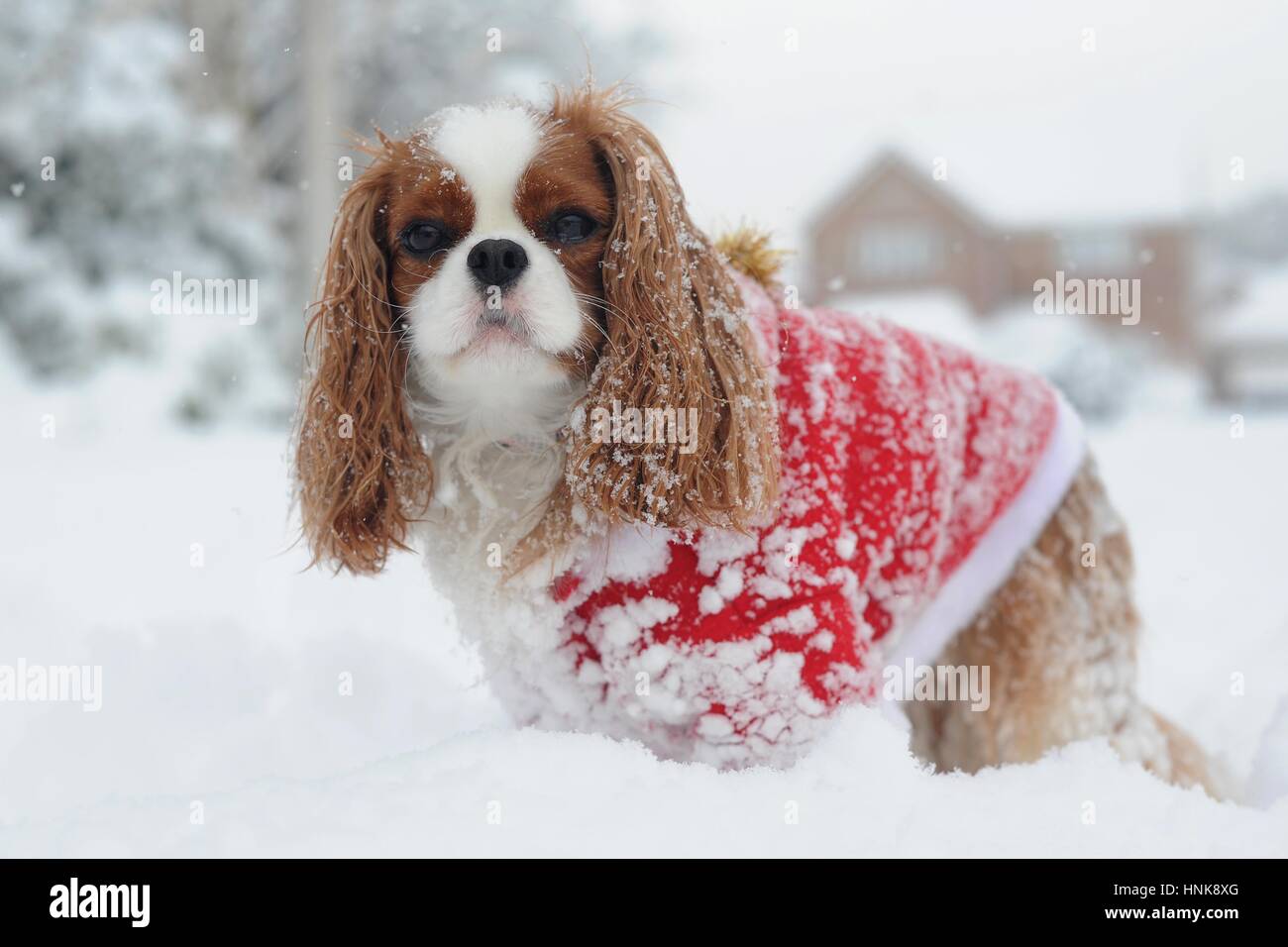 Cavalier King Charles chien dans la neige dans un manteau rouge de Noël  Photo Stock - Alamy