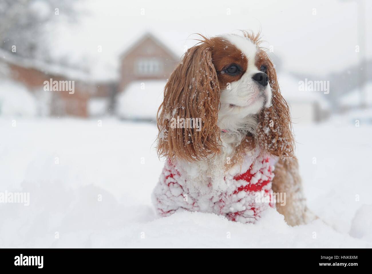Manteau cavalier king charles sale