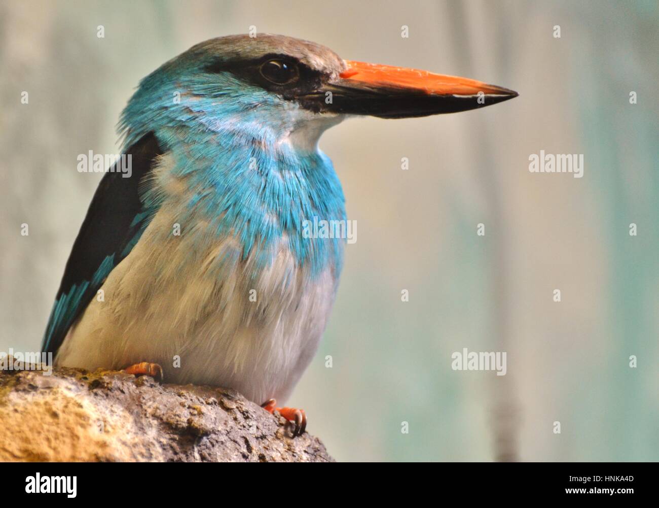 La blue-breasted kingfisher (Halcyon malimbica) est un arbre tropical de kingfisher l'Afrique de l'ouest. Banque D'Images