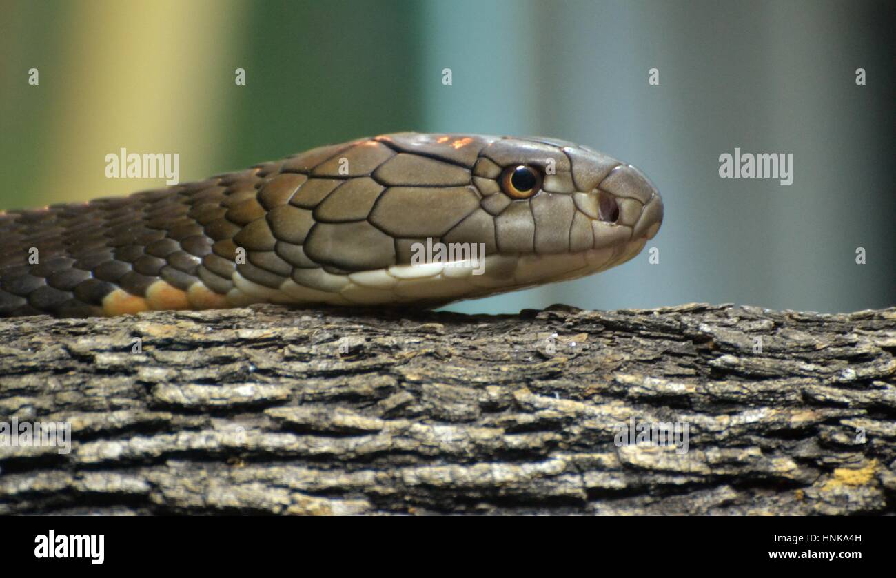 Cobra Royal (Ophiophagus hannah), un serpent venimeux originaire du sud de l'Asie. Banque D'Images