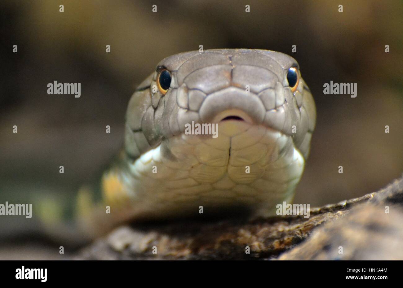 Cobra Royal (Ophiophagus hannah), un serpent venimeux originaire du sud de l'Asie. Banque D'Images