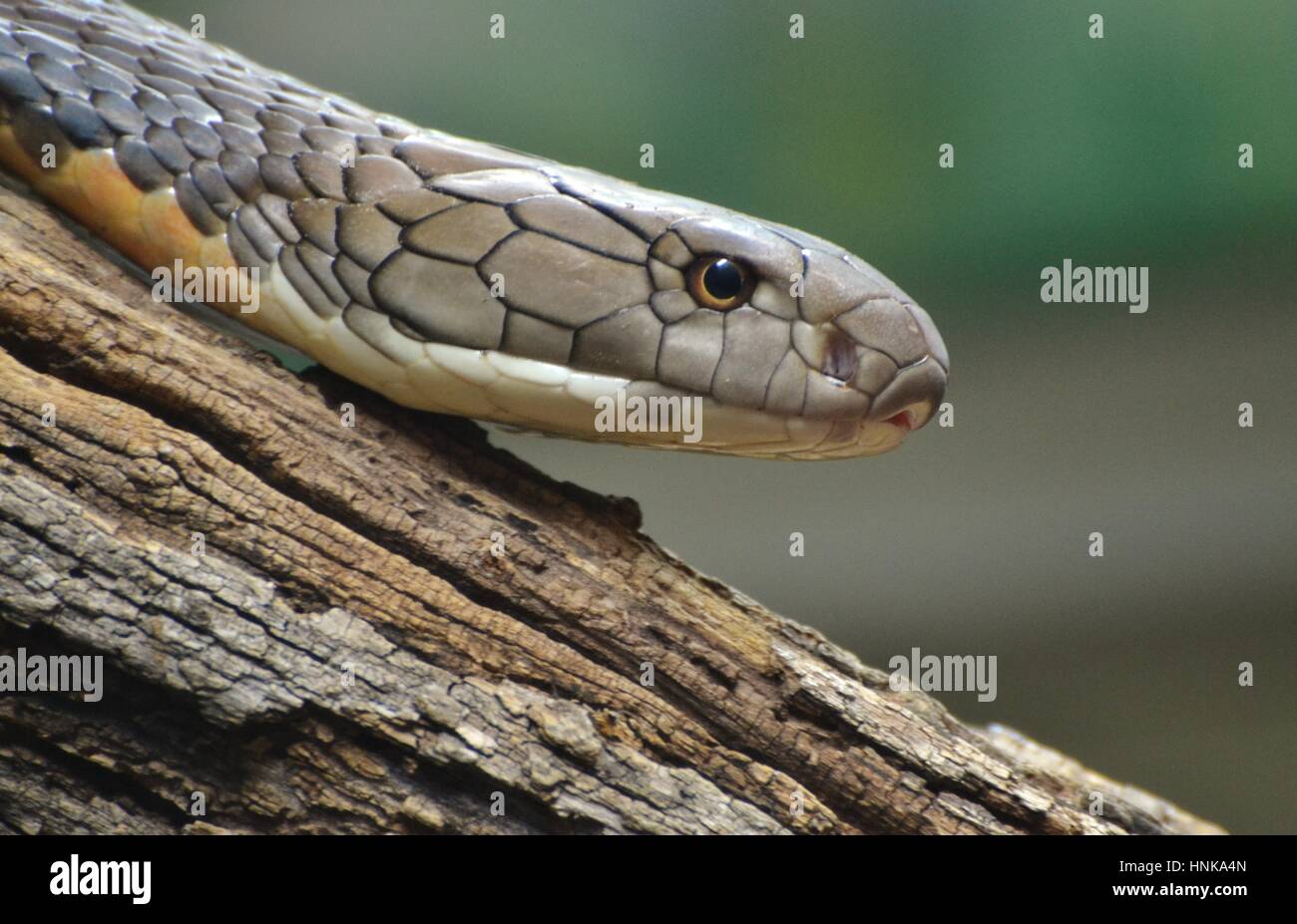 Cobra Royal (Ophiophagus hannah), un serpent venimeux originaire du sud de l'Asie. Banque D'Images