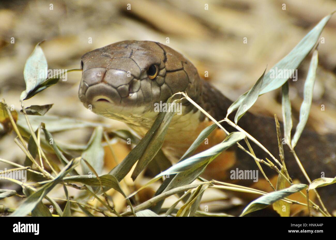 Cobra Royal (Ophiophagus hannah), un serpent venimeux originaire du sud de l'Asie. Banque D'Images