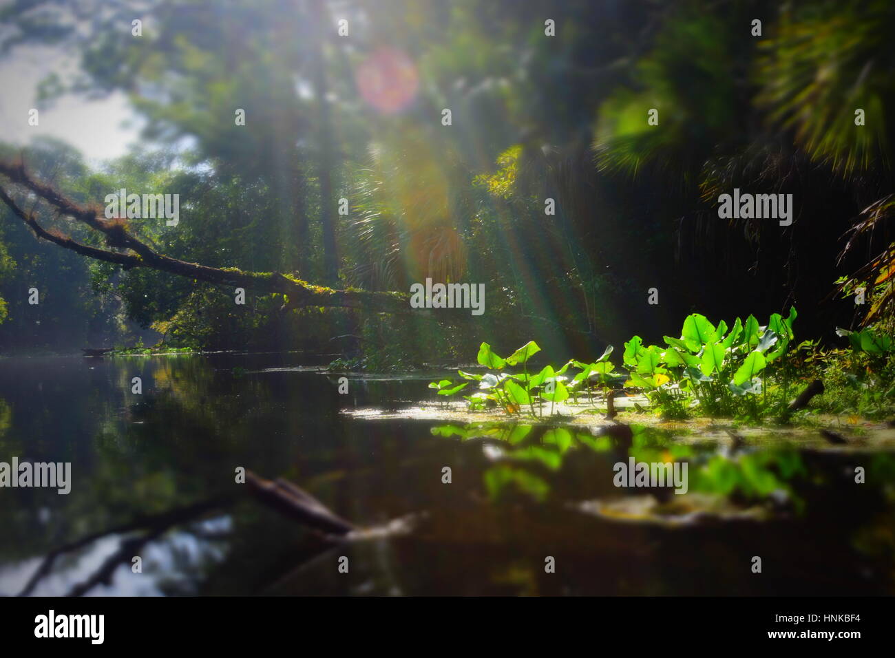 Wekiwa Springs, Florida State Parks, Orlando, Floride, USA Banque D'Images