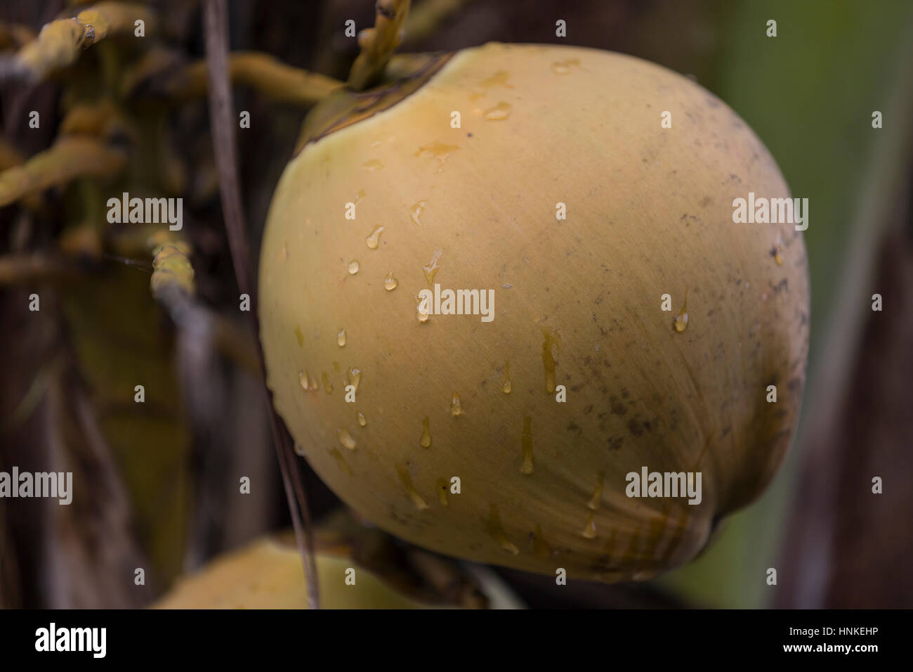 Noix de coco fraîche accrochée à l'arbre Banque D'Images