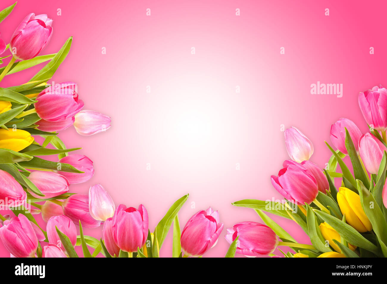 Carte de vœux avec fond rose printemps tulipe fleurs Banque D'Images