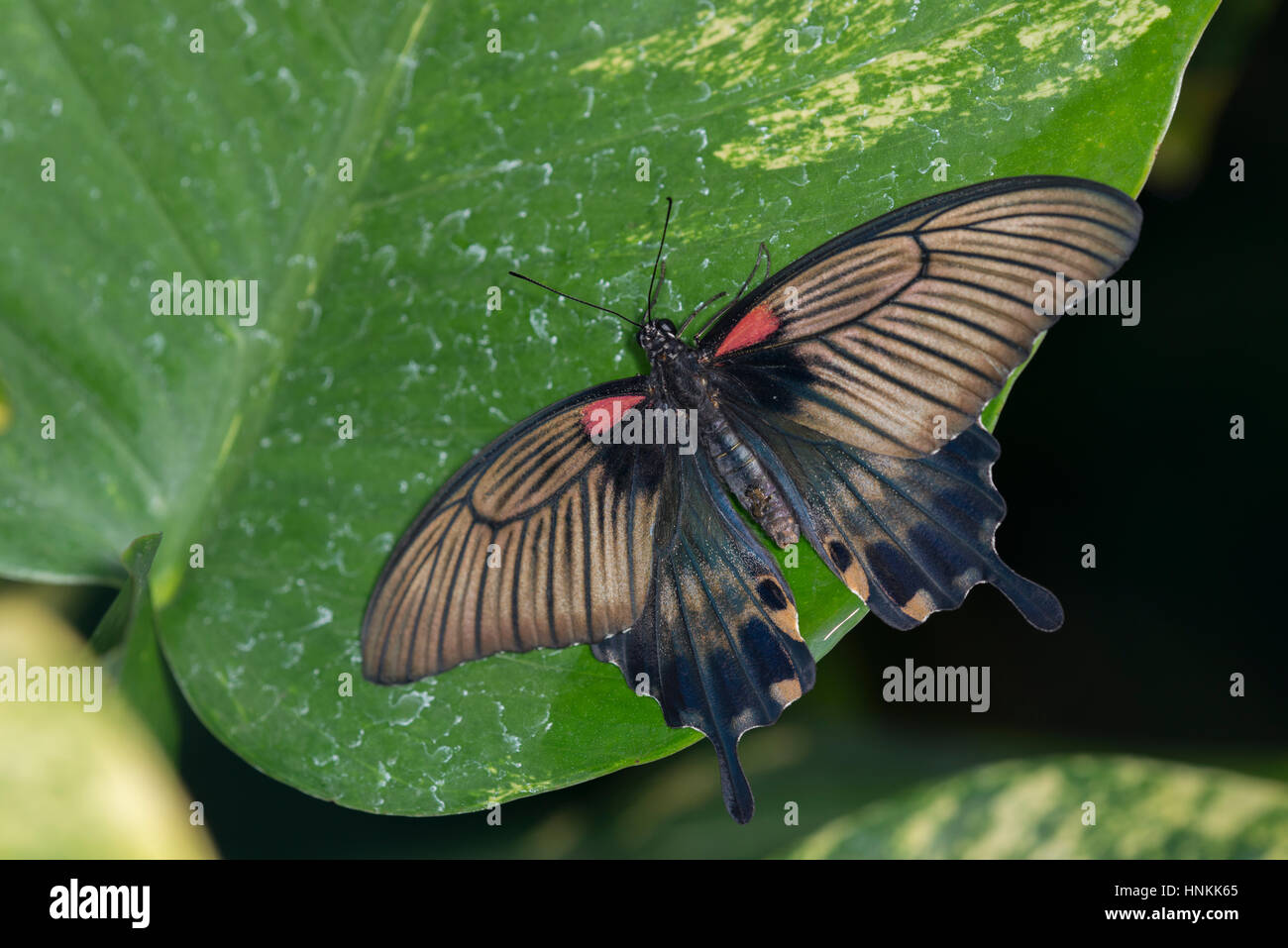 Jaune : papillon grand Mormon Papilio lowi Banque D'Images