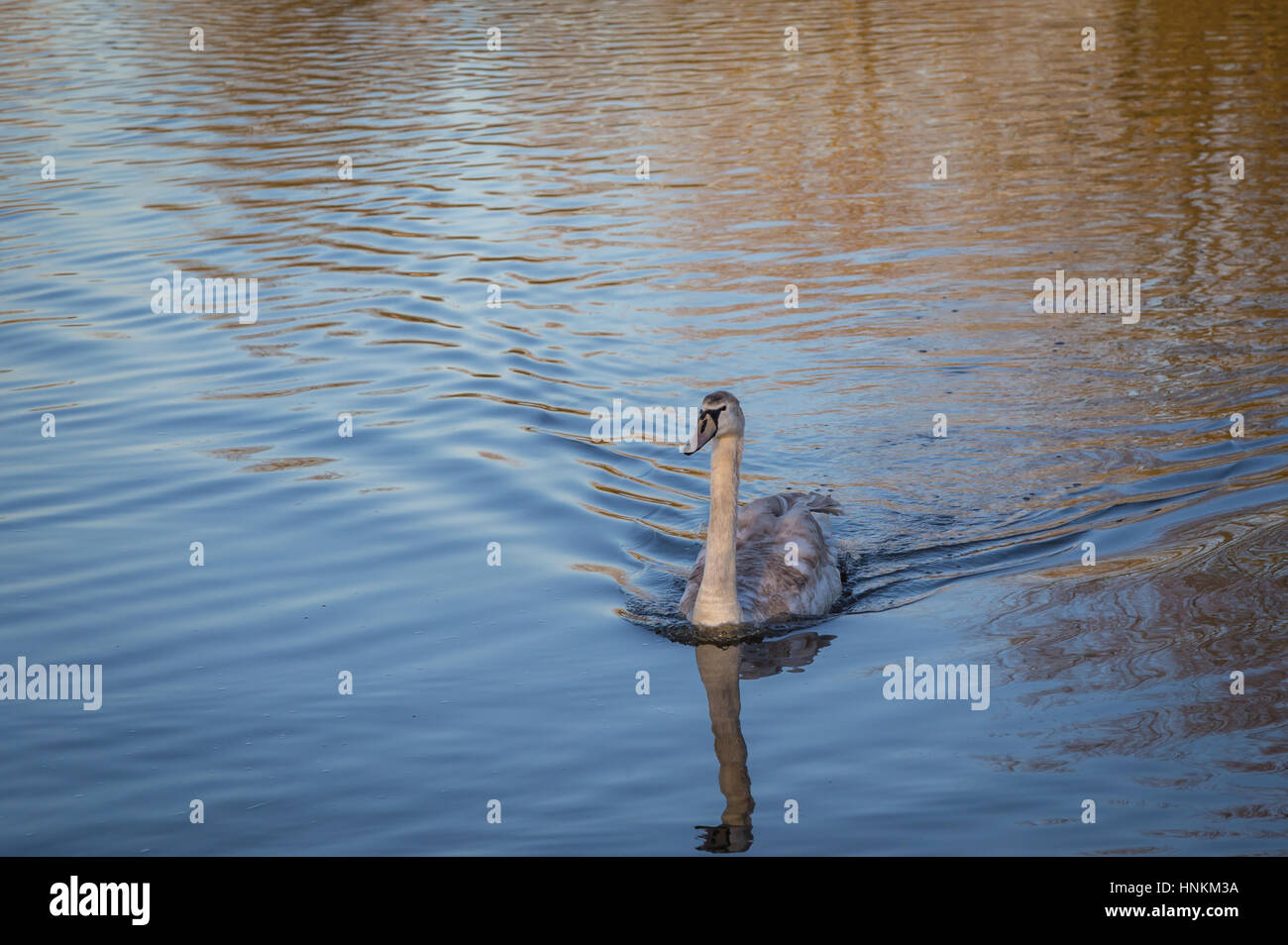 Cygnet natation fortement. La fin de l'après-midi tourné en février de cette cygnet nager dans le lac avec beaufiful reflets d'or dans l'eau. Banque D'Images