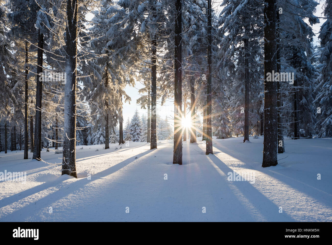 Snowy l'épinette de Norvège (Picea abies) forêt au coucher du soleil, Forêt, Thuringe, Allemagne Banque D'Images