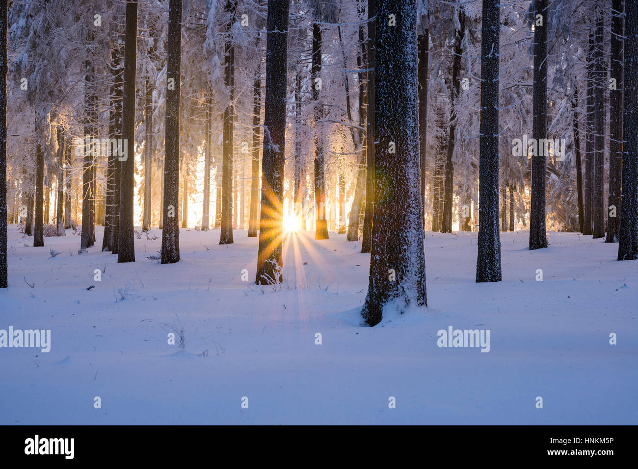 Snowy l'épinette de Norvège (Picea abies) forêt au coucher du soleil, Forêt, Thuringe, Allemagne Banque D'Images