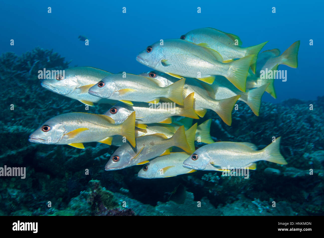 Maître d'Essaim, apodus), de l'Océan Indien, les Maldives Banque D'Images