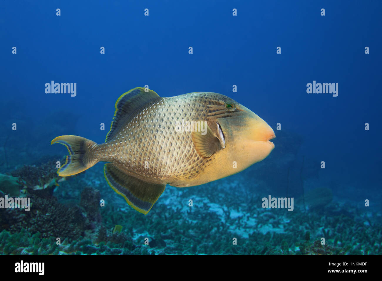 Yellowmargin triggerfish (Pseudobalistes flavimarginatus), de l'Océan Indien, les Maldives Banque D'Images