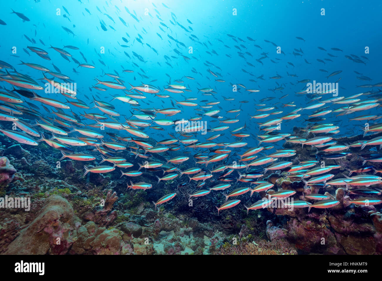 Néon essaim Fusiliers (Pterocaesio tile) coral reef, rétroéclairé, de l'Océan Indien, les Maldives Banque D'Images