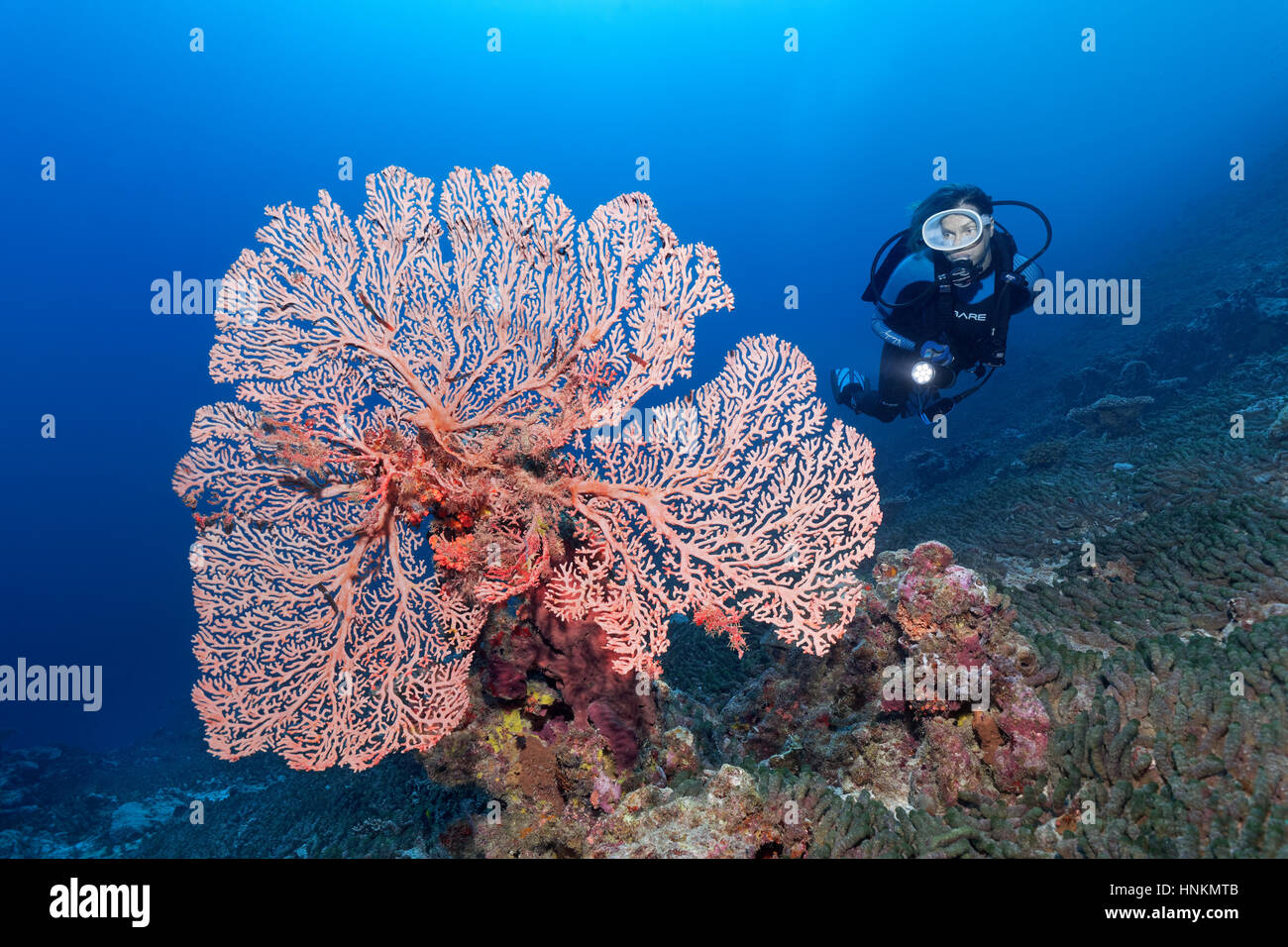 Plongeur, coraux mous, indéterminée, tiges, de l'Océan Indien, les Maldives Banque D'Images