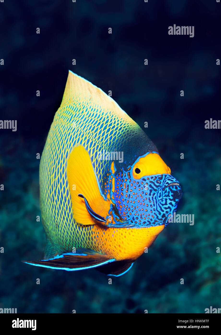 Blueface Angelfish Pomacanthus xanthometopon (), de l'Océan Indien, les Maldives Banque D'Images