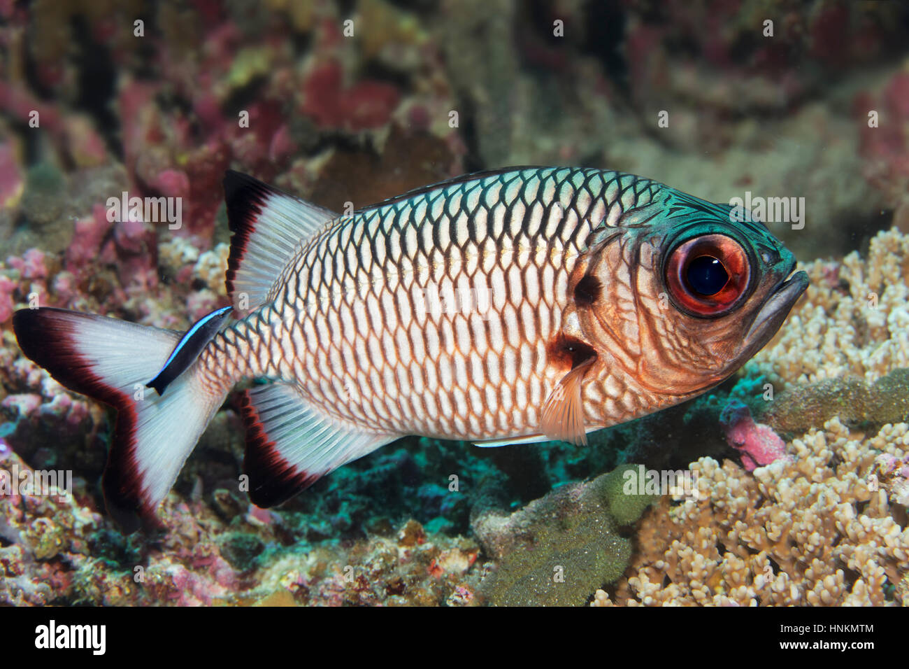 Shadowfin soldierfish (Myripristis adusta), de l'Océan Indien, les Maldives Banque D'Images