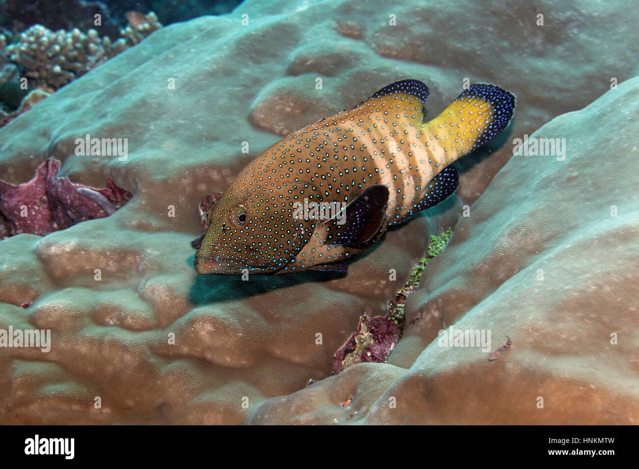 Mérou paon (Cephalopholis argus), de l'Océan Indien, les Maldives Banque D'Images