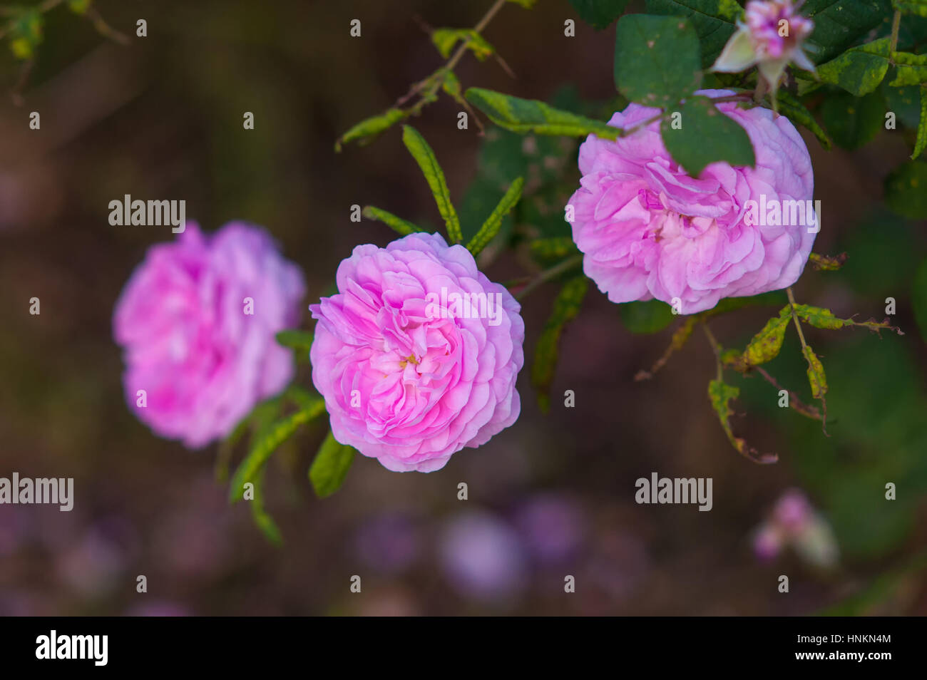 Sur le parterre de roses roses dans un parc au printemps Banque D'Images