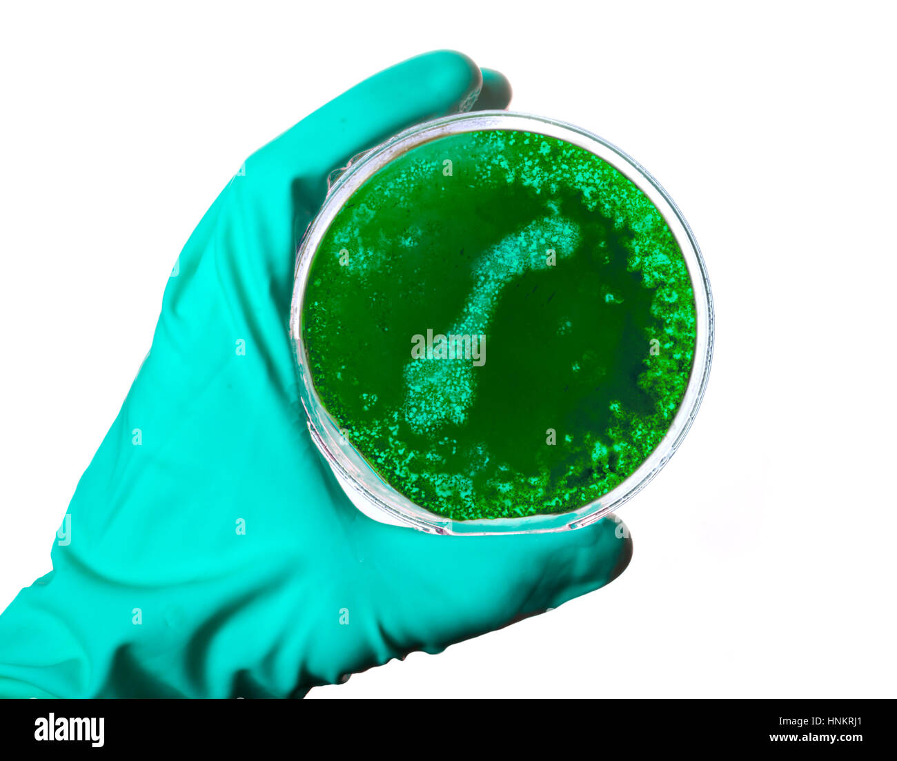 Un scientifique tenant une boîte de pétri avec les germes dans la forme de la Norvège.(série) Banque D'Images